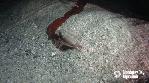 Red Octopus GIF by Monterey Bay Aquarium - Find & Share on GIPHY