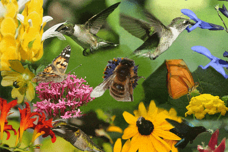 bird flowers GIF by Faith Holland