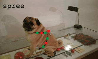 spree  GIF