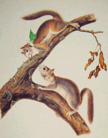 red squirrel fight GIF by Scorpion Dagger