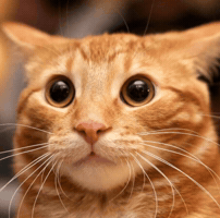 Cat Scientists GIF