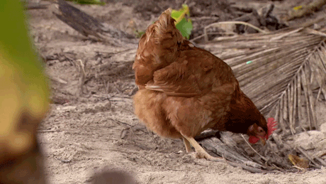 survivorau GIF by Australský Survivor
