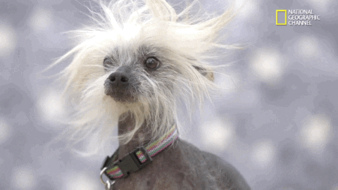 Bad Hair GIF by Nat Geo Wild - Find & Share on GIPHY