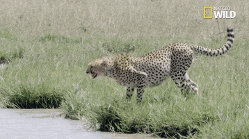 African Cats Big Cat Week GIF by Nat Geo Wild