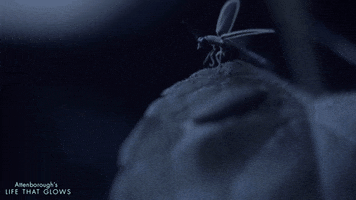 firefly eat GIF by BBC Earth