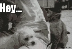 cat GIF by Demic