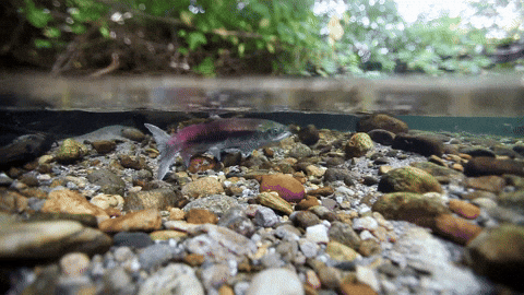 Pacific Northwest Fishing GIF by U.S. Fish and Wildlife Service - Find &  Share on GIPHY