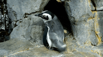 african penguin booty shake GIF by Monterey Bay Aquarium
