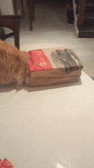 cat lucy GIF