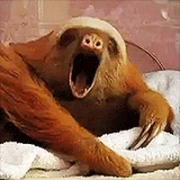 sloth yawn GIF