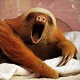 Sloth's meme gif