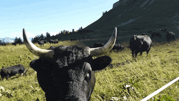 Beeheidi GIF