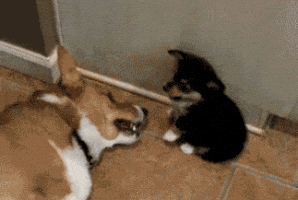 Awkward Dog GIF