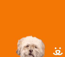Animal gif. Against a solid orange background, a small white dog with a collar climbs into frame. A word balloon pops up above it. Text, "Hey!"