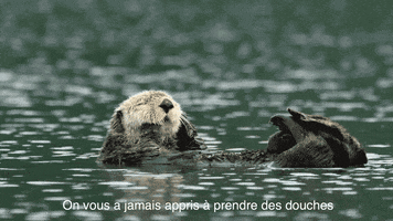 Aujourd'hui c'est la journée mondiale de la loutre !