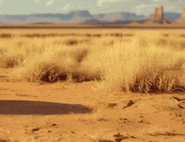Desert Boots GIF by Ariat