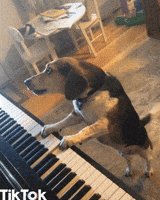 happy dog GIF by TikTok