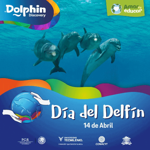 dolphin facts GIF by Dolphin Discovery