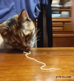 Cat Pasta GIF - Find & Share on GIPHY