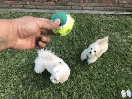 Ball Hands GIF by Super Chill Paws
