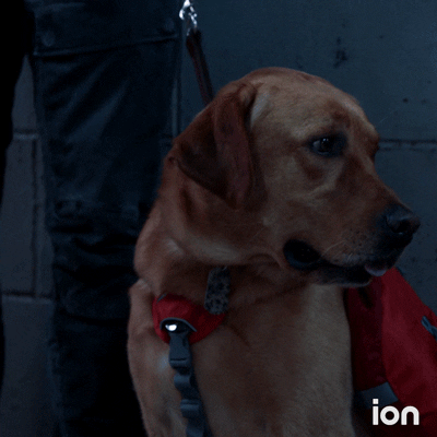 Say What Mans Best Friend GIF by ION