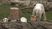 Polar Bear Celebrates 17th Birthday With Treats