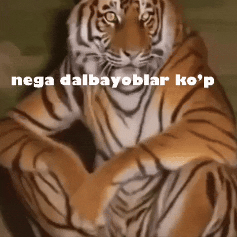 Nega Dalbayoblar Kop GIF