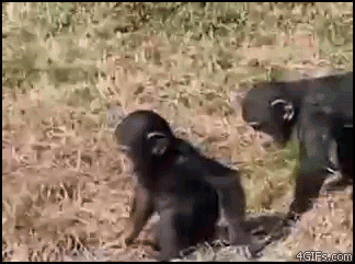 Monkey Mother GIF - Find & Share on GIPHY