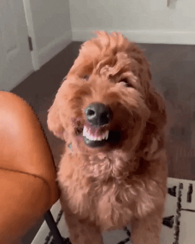 Golden Doodle Smile GIF by Poehlmann Fitness