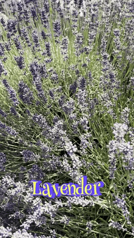 Lavender Farm Summer GIF by Crystal Hills Organics