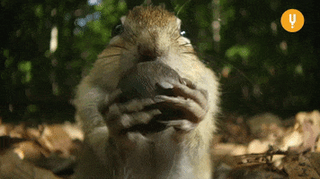 Squirrel Eating GIF by CuriosityStream
