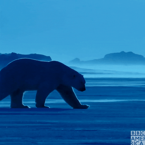 Tired Polar Bear GIF by BBC America