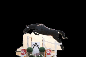 Gestüt Voglgut GIF
