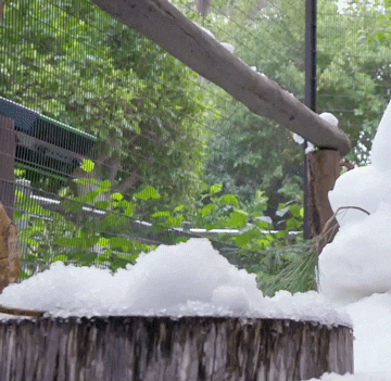 Snow Day Love GIF by San Diego Zoo - Find & Share on GIPHY