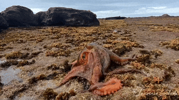 GIF by OctoNation® The Largest Octopus Fan Club!