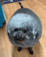 Absolute Unit GIF by moodman