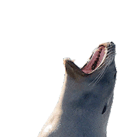 plnu sealions Sticker by Point Loma Nazarene University