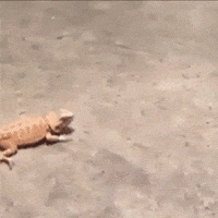 El foro va como el culo - Página 16 200.gif?cid=f9f38a392z47mk4aetcbe8ti2opnwwjj2eofckqgvqhsl34r&rid=200