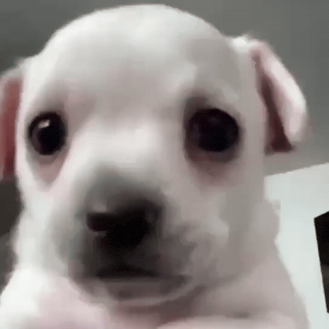 Scared Dog GIF