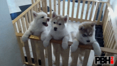 husky