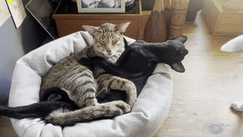 PipeWolf cat cats old pets GIF
