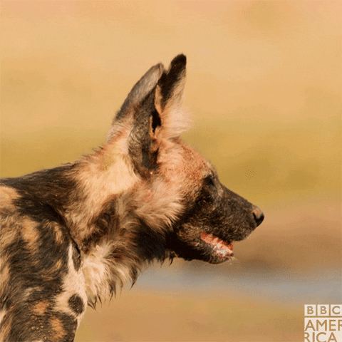 confused painted wolf GIF by BBC America