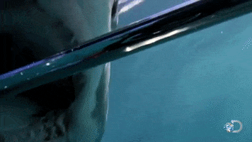 Hungry Shark Week GIF by Discovery Europe