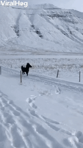 Icelandic Stallion Running In The Snow GIF by ViralHog