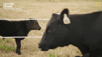 Baby Cow GIF by Nat Geo Wild