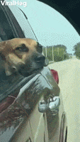 Doggy Enjoys Breeze Blowing Through His Cheeks GIF by ViralHog