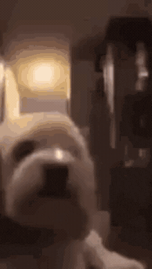Blown Away Dog GIF