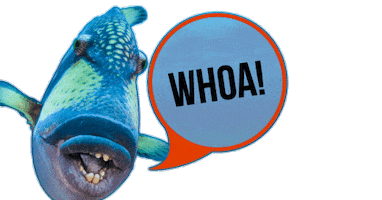 Is Here Sticker by OCEANREEF