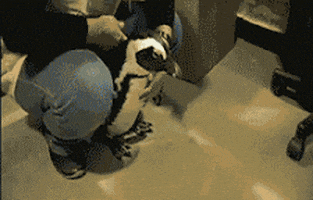 penguin fetch GIF