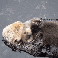 otters holding hands gif